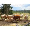 Image 11 : Ootsa Lake Cattle Co. - 780# Heifers - 80 Head (Vanderhoof, BC)