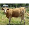 Image 12 : Ootsa Lake Cattle Co. - 780# Heifers - 80 Head (Vanderhoof, BC)