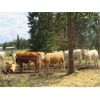 Image 13 : Ootsa Lake Cattle Co. - 780# Heifers - 80 Head (Vanderhoof, BC)