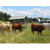 Image 14 : Ootsa Lake Cattle Co. - 780# Heifers - 80 Head (Vanderhoof, BC)