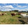 Image 15 : Ootsa Lake Cattle Co. - 780# Heifers - 80 Head (Vanderhoof, BC)