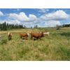 Image 16 : Ootsa Lake Cattle Co. - 780# Heifers - 80 Head (Vanderhoof, BC)