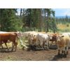 Image 17 : Ootsa Lake Cattle Co. - 780# Heifers - 80 Head (Vanderhoof, BC)