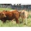 Image 18 : Ootsa Lake Cattle Co. - 780# Heifers - 80 Head (Vanderhoof, BC)