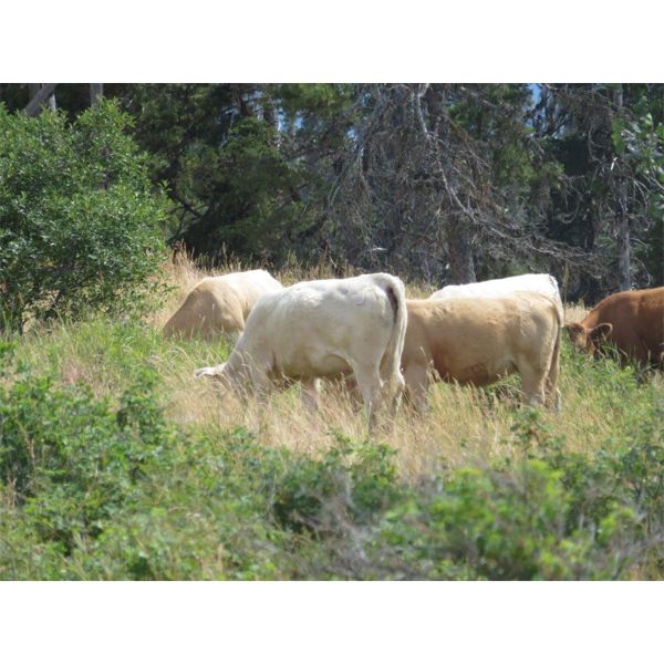 Ootsa Lake Cattle Co. - 780# Heifers - 80 Head (Vanderhoof, BC)