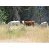 Image 2 : Ootsa Lake Cattle Co. - 780# Heifers - 80 Head (Vanderhoof, BC)