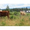 Image 4 : Ootsa Lake Cattle Co. - 780# Heifers - 80 Head (Vanderhoof, BC)