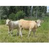Image 5 : Ootsa Lake Cattle Co. - 780# Heifers - 80 Head (Vanderhoof, BC)