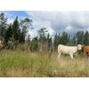 Image 8 : Ootsa Lake Cattle Co. - 780# Heifers - 80 Head (Vanderhoof, BC)