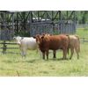 Image 9 : Ootsa Lake Cattle Co. - 780# Heifers - 80 Head (Vanderhoof, BC)