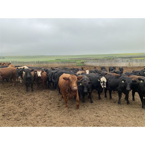 Alloa Lane Farms - 960# Heifers - 120 Head (Torrington, AB)