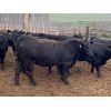 Image 2 : Alloa Lane Farms - 960# Heifers - 120 Head (Torrington, AB)