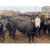 Image 3 : Alloa Lane Farms - 960# Heifers - 120 Head (Torrington, AB)