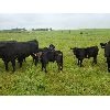 Image 11 : Vandenhoven Farms - 600# Steer Calves - 95 Head (Rimbey, AB)
