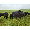 Image 12 : Vandenhoven Farms - 600# Steer Calves - 95 Head (Rimbey, AB)