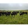 Image 14 : Vandenhoven Farms - 600# Steer Calves - 95 Head (Rimbey, AB)