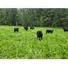 Image 17 : Vandenhoven Farms - 600# Steer Calves - 95 Head (Rimbey, AB)