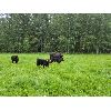 Image 18 : Vandenhoven Farms - 600# Steer Calves - 95 Head (Rimbey, AB)