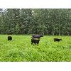 Image 19 : Vandenhoven Farms - 600# Steer Calves - 95 Head (Rimbey, AB)
