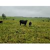 Image 7 : Vandenhoven Farms - 600# Steer Calves - 95 Head (Rimbey, AB)