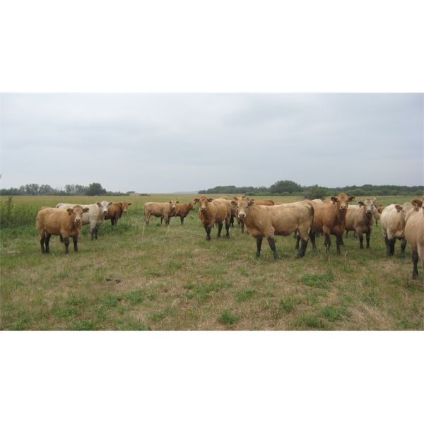 Larson Ag Ventures - 1000# Heifers - 152 Head (Tulliby Lake, AB)