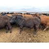 Image 2 : Soderglen Ranches Ltd. - 925# Steers - 101 Head (Airdrie, AB)