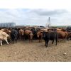 Image 3 : Soderglen Ranches Ltd. - 925# Steers - 101 Head (Airdrie, AB)