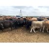 Image 4 : Soderglen Ranches Ltd. - 925# Steers - 101 Head (Airdrie, AB)