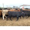 Image 6 : Soderglen Ranches Ltd. - 925# Steers - 101 Head (Airdrie, AB)