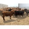 Image 2 : Soderglen Ranches Ltd. - 860# Steers - 66 Head (Airdrie, AB)