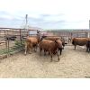 Image 3 : Soderglen Ranches Ltd. - 860# Steers - 66 Head (Airdrie, AB)