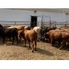 Image 5 : Soderglen Ranches Ltd. - 860# Steers - 66 Head (Airdrie, AB)