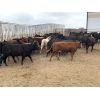 Image 2 : Soderglen Ranches Ltd. - 825# Heifers - 151 Head (Airdrie, AB)