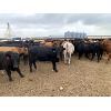Image 4 : Soderglen Ranches Ltd. - 825# Heifers - 151 Head (Airdrie, AB)
