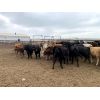 Image 6 : Soderglen Ranches Ltd. - 825# Heifers - 151 Head (Airdrie, AB)