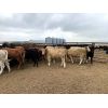 Image 4 : Soderglen Ranches Ltd. - 900# Heifers - 70 Head (Airdrie, AB)