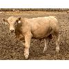 Image 3 : Soderglen Ranches Ltd. - 1150# Bulls - 129 Head (Airdrie, AB)