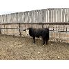 Image 6 : Soderglen Ranches Ltd. - 1150# Bulls - 129 Head (Airdrie, AB)