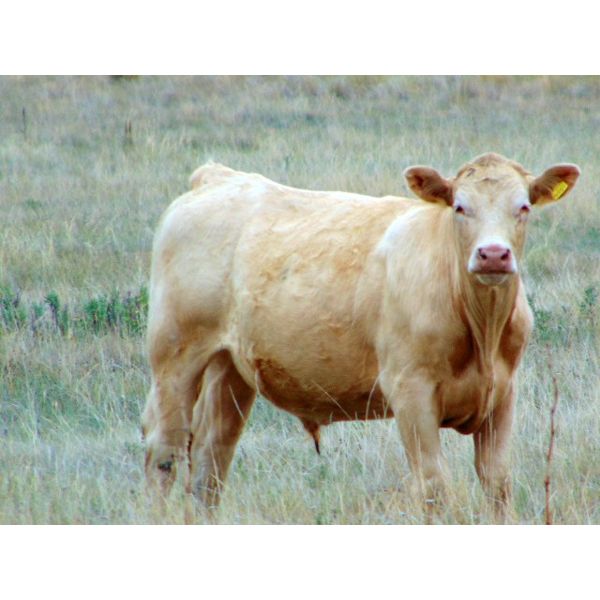 Riverbend Ranch - 925# Steers - 500 Head (Spondin, AB)