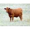 Image 2 : Riverbend Ranch - 925# Steers - 500 Head (Spondin, AB)