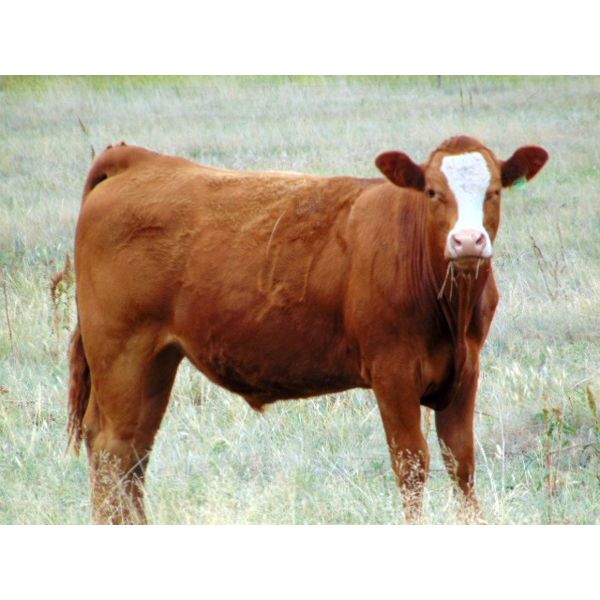 Riverbend Ranch - 925# Steers - 500 Head (Spondin, AB)