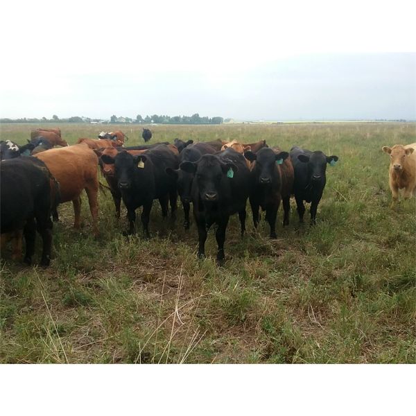 Tim Wray - 770# Heifers - 165 Head (Irricana, AB)