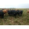 Image 1 : Tim Wray - 770# Heifers - 165 Head (Irricana, AB)
