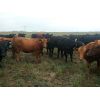 Image 6 : Tim Wray - 770# Heifers - 165 Head (Irricana, AB)