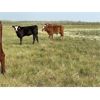 Image 2 : Blind Creek Holdings/Lain L&L Farms - 600# Steer Calves - 65 Head (Harris, SK)