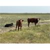 Image 4 : Blind Creek Holdings/Lain L&L Farms - 600# Steer Calves - 65 Head (Harris, SK)
