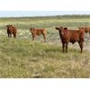 Image 5 : Blind Creek Holdings/Lain L&L Farms - 600# Steer Calves - 65 Head (Harris, SK)