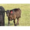 Image 6 : Blind Creek Holdings/Lain L&L Farms - 600# Steer Calves - 65 Head (Harris, SK)