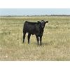 Image 7 : Blind Creek Holdings/Lain L&L Farms - 600# Steer Calves - 65 Head (Harris, SK)