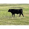 Image 9 : Blind Creek Holdings/Lain L&L Farms - 600# Steer Calves - 65 Head (Harris, SK)